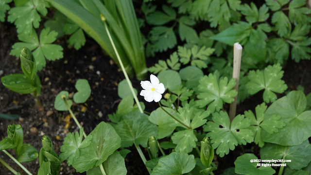 白飛びしてしまった花