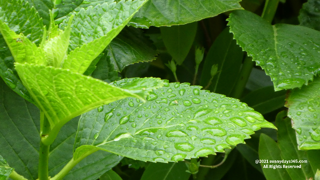 あじさいの葉と雨の水滴