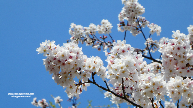 満開の桜アップ