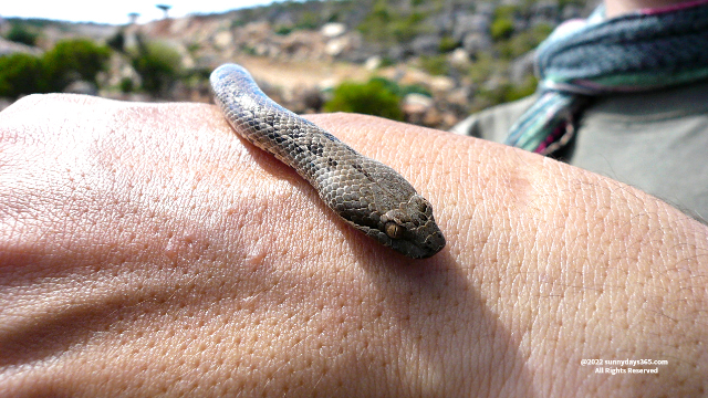 ソコトラ島の小型蛇　固有種