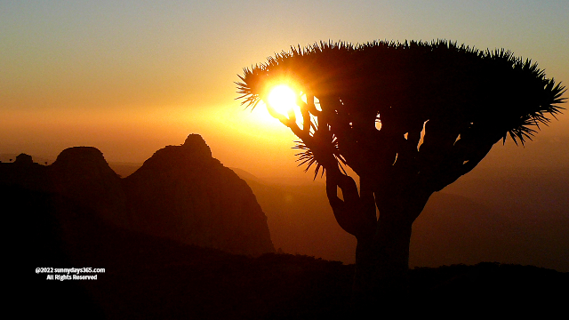 ハギール山脈山頂での龍血樹と夕景