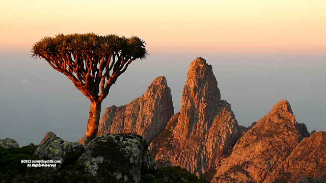 ハギール山脈山頂での龍血樹と夕景