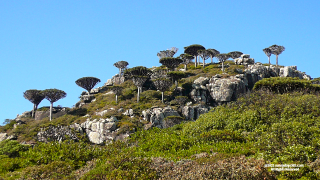 ハギール山脈頂上付近の龍血樹幼木