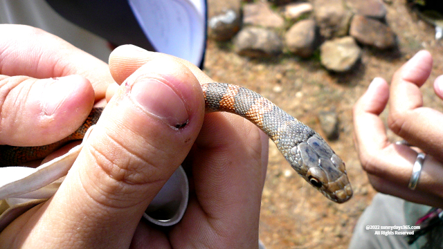 ソコトラ島の小型ヘビ　固有種