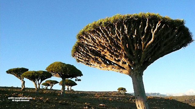 ソコトラ島固有種　龍血樹